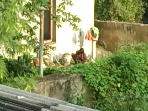 किशोर रेड इंडियन सनी ...