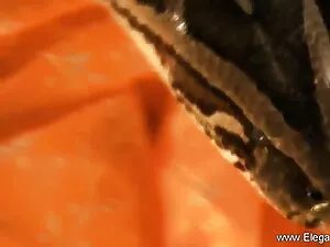 डिक के साथ गांठदार ल ...